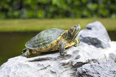 Tortoise on stone Stock Photos