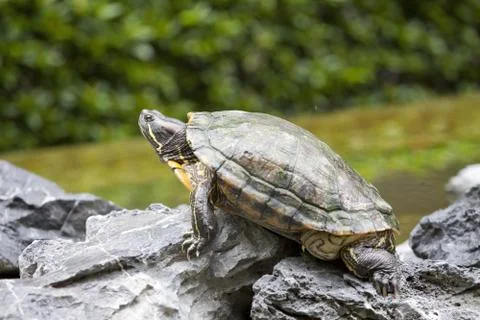 Tortoise on stone Stock Photos