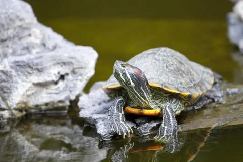 Tortoise on stone relaxing Stock Photos