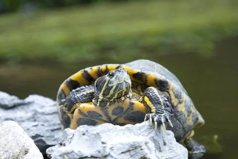 Tortoise on stone taking rest Stock Photos