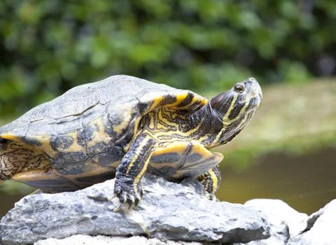 Tortoise on stone taking rest Foto stock