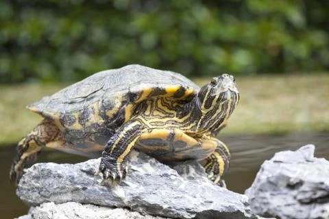 Tortoise on stones Stock Photos