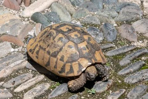 Tortoise in street Stock Photos