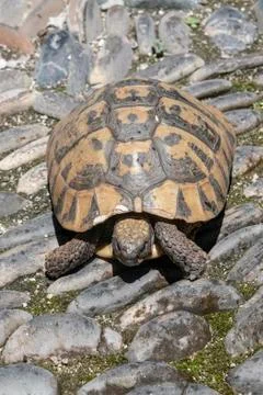 Tortoise in street Stock Photos