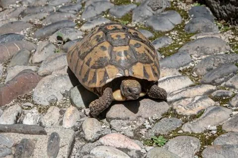 Tortoise in street Stock Photos