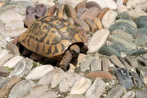 Tortoise in street Stock Photos