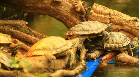 Tortoise Stretched Their Legs Video stock 39489460