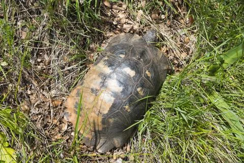 A tortoise with a strikingly patterned shell hidden in the green grass Stock Photos