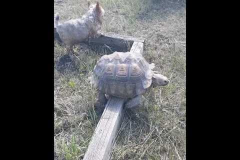 Tortoise is stuck on wooden beam but doe... | Stock Video | Pond5