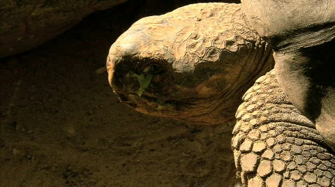 Tortoise in the Sun Vidéo 680039