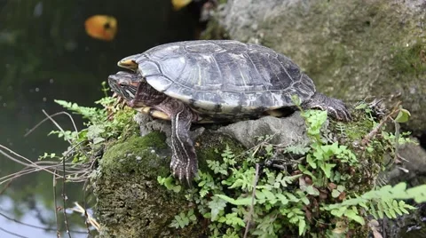 Tortoise sunbathing on the rock Stock Footage 48570961