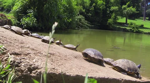 Tortoise Sunny Land Stock Footage 25232046