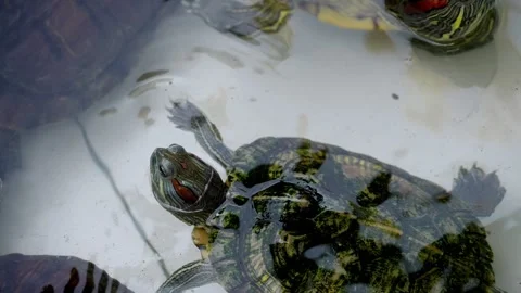Tortoise is swimming in the water Vídeo Stock 330761746