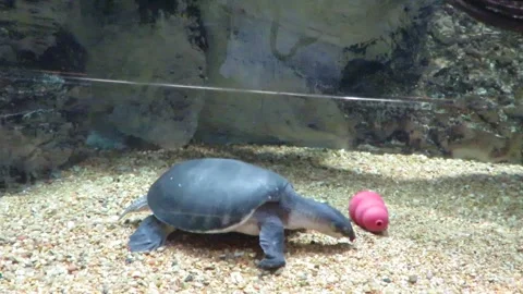 Tortoise swims in Tank Stock Footage 246823868