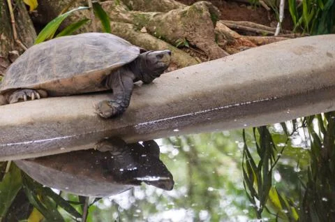 Tortoise  (Testudinidae) Stock Photos
