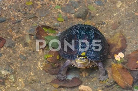 Tortoise (Testudinidae) Stock Photos