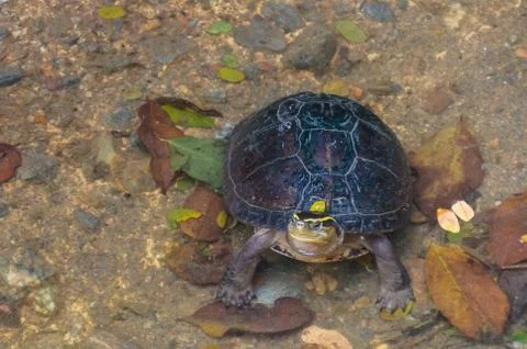 Tortoise  (Testudinidae) Stock Photos