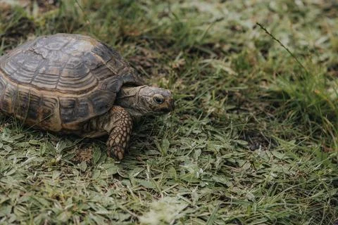 Tortoise with textured shell crawling on green grass in a natural outdoor s.. Stock Photos