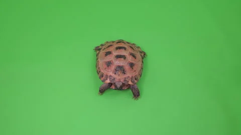 Tortoise Tight Shot on Green Screen Chroma Key A Continuous Sequence Pt3 of 8 Stock Footage 241906779