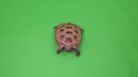 Tortoise Tight Shot on Green Screen Chroma Key A Continuous Sequence Pt4 of 8 Stock Footage 241906885