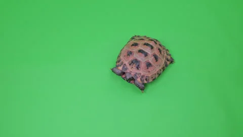 Tortoise Tight Shot on Green Screen Chroma Key B Continuous Sequence Pt4 of 4 Stock Footage 241920977