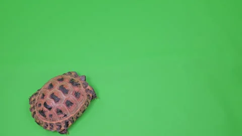 Tortoise Tight Shot on Green Screen Chroma Key C Continuous Sequence Pt1 of 9 Stock Footage 241925115
