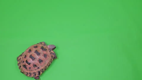 Tortoise Tight Shot on Green Screen Chroma Key C Continuous Sequence Pt7 of 9 Stock Footage 241936632