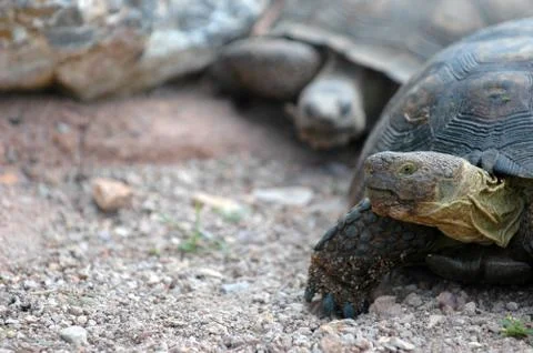 Tortoise Time Stock Photos