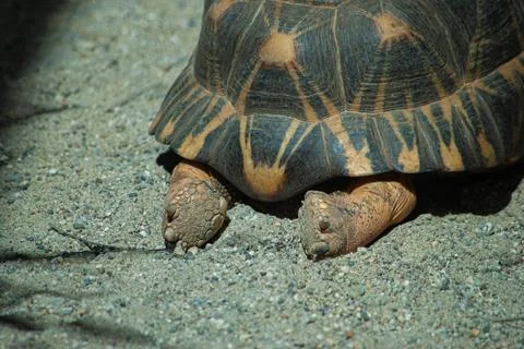 Tortoise Tracks: A Close-Up View from Behind Stock Photos