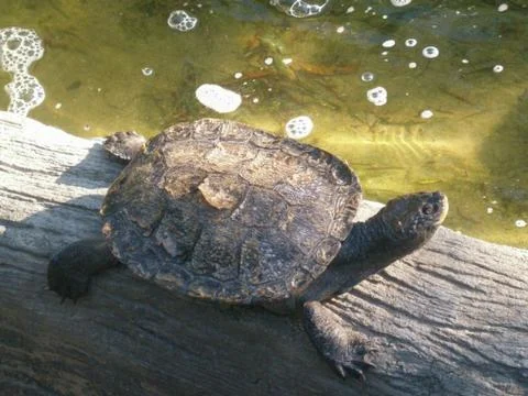 Tortoise - On a Tree Limb 스톡 사진