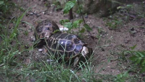 Tortoise tries to bite grass and turtle stands behind back Stock Footage 162937168