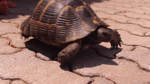 The tortoise,  turtle and the child communicate,play Stock Footage 44425059
