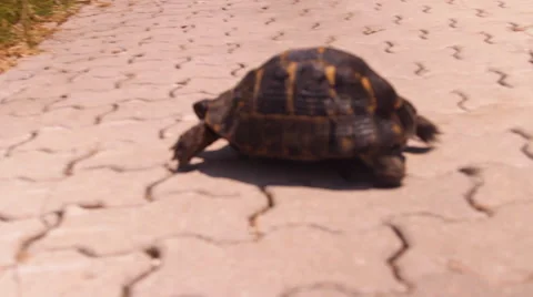 The tortoise,  turtle and the child communicate,play Stock Footage 44425134