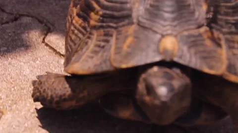 The tortoise,  turtle and the child communicate,play Stock Footage 44425207