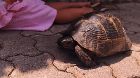 The tortoise,  turtle and the child communicate,play Video stock 44425264