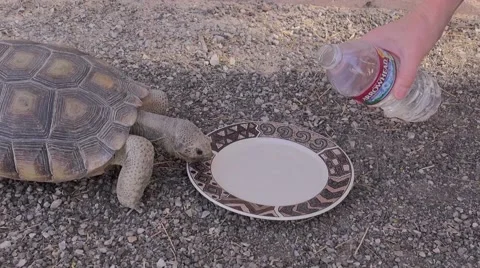 Tortoise (turtle) Drinking Water Stock Footage 40271793
