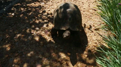 Tortoise / Turtle Stock Footage 46497002