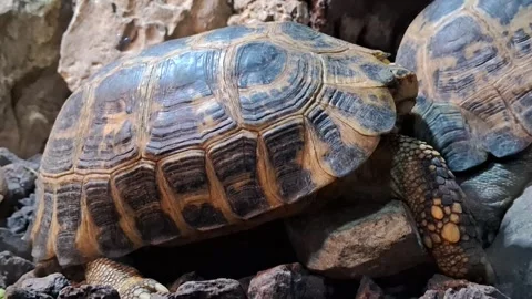 Tortoise Turtle Video stock 276456011