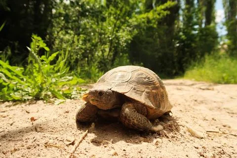 A tortoise, turtle found on the trail running through the lush Zemi Valley,.. Stock Photos