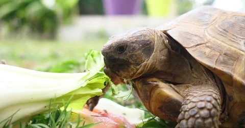 Tortoise Turtle hermann eating watermelon green leaves endangered tropical wild Stock Footage 84502349