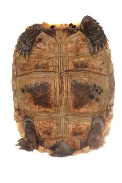 Tortoise turtle Foto stock