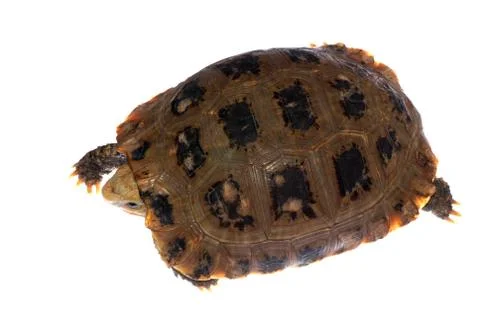 Tortoise turtle Stock Photos