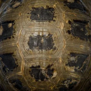 Tortoise turtle shell texture Stock Photos