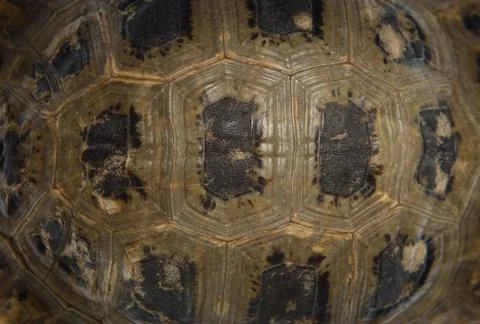 Tortoise turtle shell texture Stock Photos