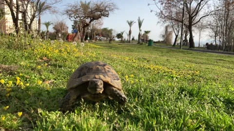 Tortoise turtle slowly moving through the scene on green grass walking slow Stock Footage 319005802