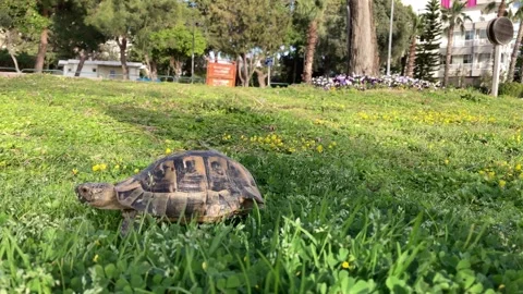 Tortoise turtle slowly moving through the scene on green grass walking slow Stock-Footage 319006378