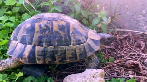 Tortoise turtle slowly moving through the scene on green grass walking slow Stock-Footage 319010942