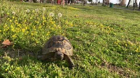 Tortoise turtle slowly moving through the scene on green grass walking slow Stock-Footage 319011749