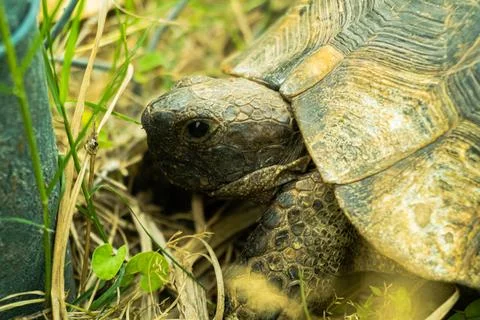 Tortoise turtle slowly moving through the scene on green grass walking slow look Stock Photos