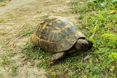 Tortoise turtle slowly moving through the scene on green grass walking slow look Stock Photos